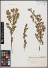 Foto von Salix aurita L. x Salix repens L.